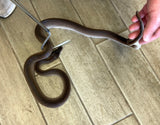 Southern White Lip Python Female 4-5' (SWF1)
