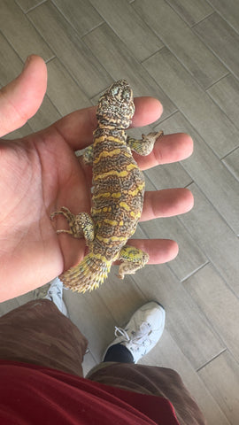 Ornate uromastyx juvenile male