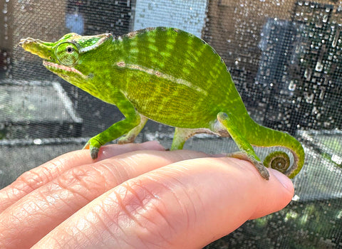 Petter's chameleon (Furcifer petteri) - Reptile Pets Direct