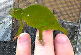 Petter's chameleon (Furcifer petteri) - Reptile Pets Direct