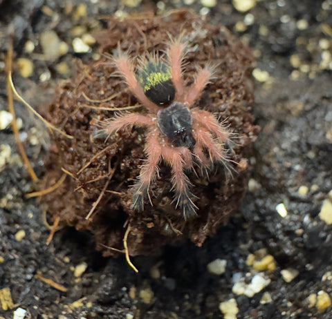 Blue Fang Skeleton Leg Tarantula (Ephebopus cyanognathus)