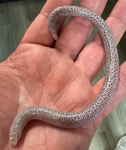 Zarudny's worm lizard (Diplometopon zarudnyi)