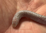 Zarudny's worm lizard (Diplometopon zarudnyi)