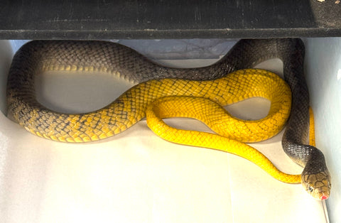 Yellow Tail Cribo 5' Female (YTF1)