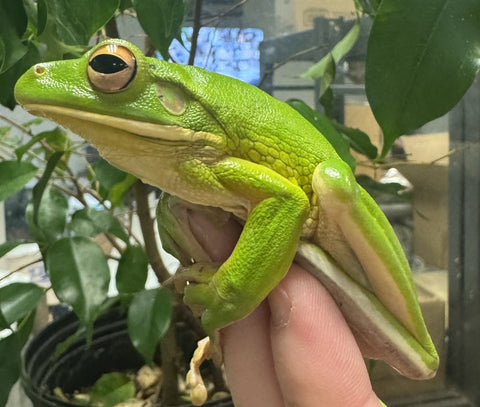 White lip Tree Frog