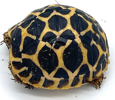 Indian Star Tortoise (IS2) - Reptile Pets Direct
