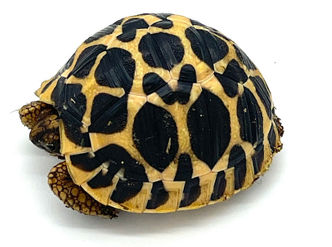 Indian Star Tortoise (IS3) - Reptile Pets Direct