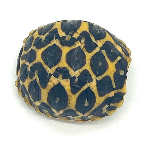 Indian Star Tortoise (IST11)