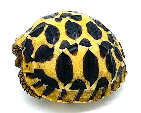 Indian Star Tortoise (IST12)