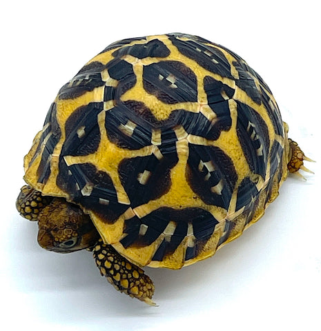 Indian Star Tortoise (IST14)