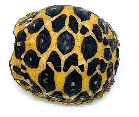 Indian Star Tortoise (IST16)