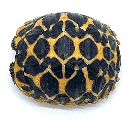 Indian Star Tortoise (IST17)
