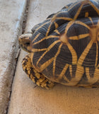 Indian Star Tortoise Adult Male (ISTM1)
