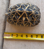 Indian Star Tortoise Adult Male (ISTM1)