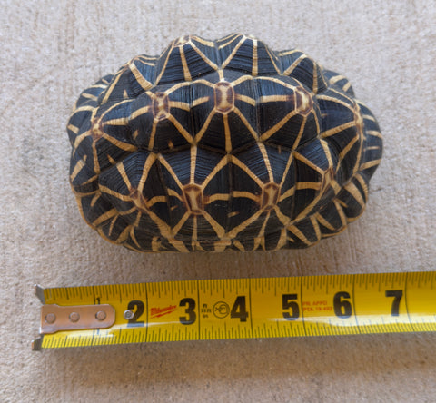 Indian Star Tortoise Adult Male (ISTM2)