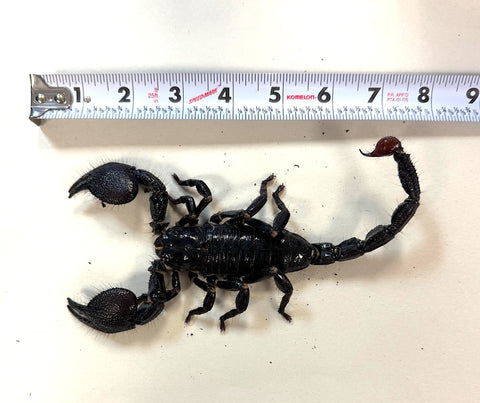 Jumbo Emperor Scorpion (Pandinus imperator) (JES1)