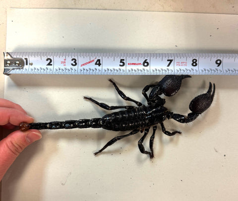 Jumbo Emperor Scorpion (Pandinus imperator) (JES2)