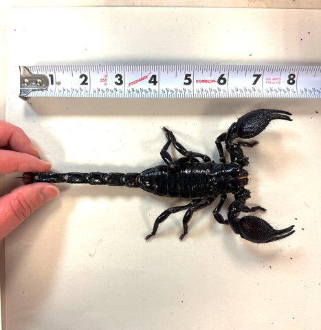 Jumbo Emperor Scorpion (Pandinus imperator) (JES3)