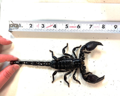 Jumbo Emperor Scorpion (Pandinus imperator) (JES4)