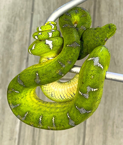 Emerald Tree Boa Juvenile Male (JETBM15) - Reptile Pets Direct