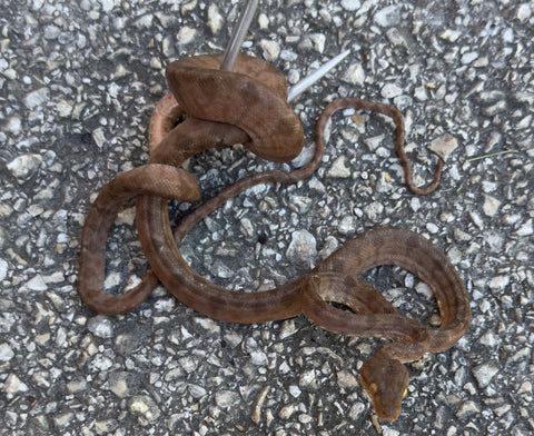 Amazon Tree Boa Juvenile Female (JFATB22)