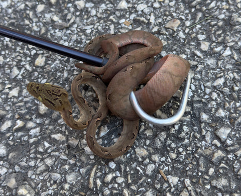 Amazon Tree Boa Juvenile Female (JFATB23)
