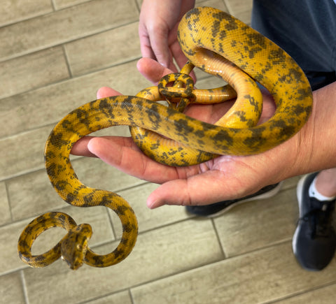 Amazon Tree Boa Juvenile Bicolor female (JFBA1)