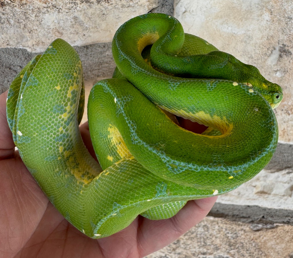 Jayapura Green Tree Python Female (JGTPF5) – Reptile Pets Direct