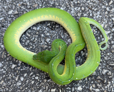 Jayapura Green Tree Python Female (JGTPF2)