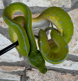Jayapura Green Tree Python Female (JGTPF4)
