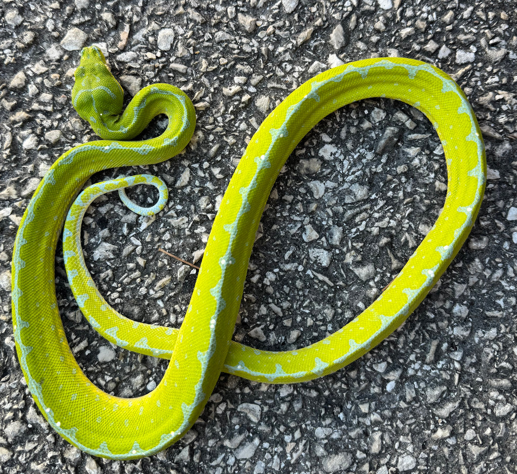 Jayapura Green Tree Python Female (JGTPF4) – Reptile Pets Direct