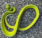 Jayapura Green Tree Python Female (JGTPF4)