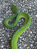 Jayapura Green Tree Python Male (JGTPM1)
