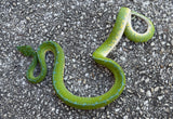 Jayapura Green Tree Python Male (JGTPM1)