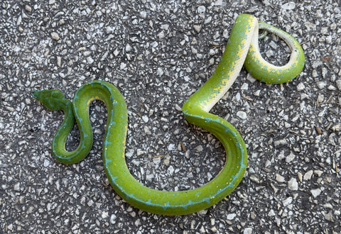 Jayapura Green Tree Python Male (JGTPM1)