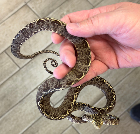 Halloween Phase Juvenile Amazon Tree Boa (JHATB7)
