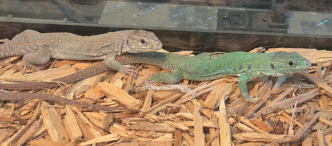 Jeweled Lacerta (Timon lepidus)