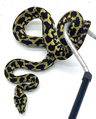 Jaguar Carpet Python - Reptile Pets Direct