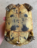Libyan Greek Tortoise Female (LGF21)