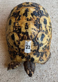 Libyan Greek Tortoise Female (LGF21)