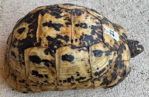 Libyan Greek Tortoise Female (LGF21)