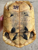 Libyan Greek Tortoise Female (LGF24)