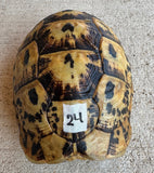Libyan Greek Tortoise Female (LGF24)