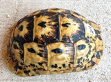Libyan Greek Tortoise Female (LGF24)