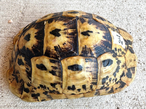 Libyan Greek Tortoise Female (LGF24)