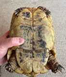 Libyan Greek Tortoise Female (LGF28)