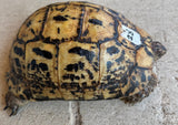 Libyan Greek Tortoise Female (LGF28)