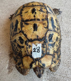 Libyan Greek Tortoise Female (LGF28)