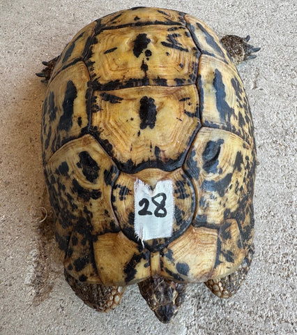 Libyan Greek Tortoise Female (LGF28)