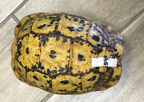 Libyan Greek Tortoise Adult Female (LGF54) - Reptile Pets Direct